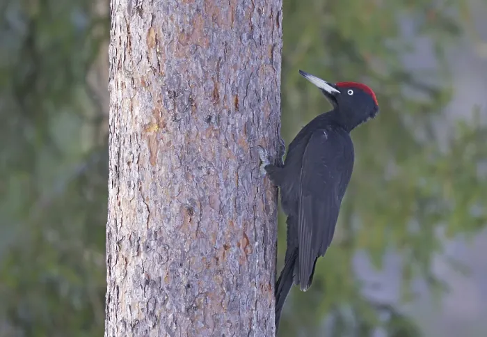 Framed Print : Black woodpecker (Dryocopus martius) on tree trunk
