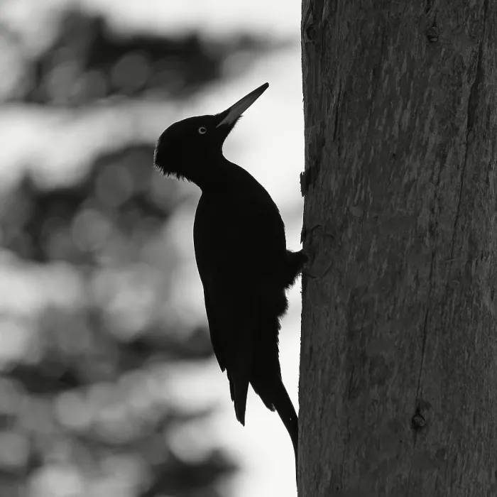Framed Print : Black woodpecker (Dryocopus martius) on tree trunk Framed Print : Black woodpecker (Dryocopus martius) on tree trunk