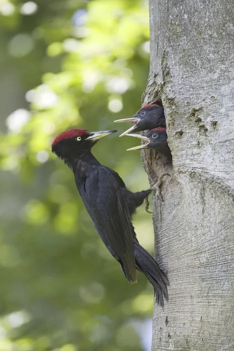 Framed Print : A black woodpecker feeds its young at the brood cave Framed Print : A black woodpecker feeds its young at the brood cave