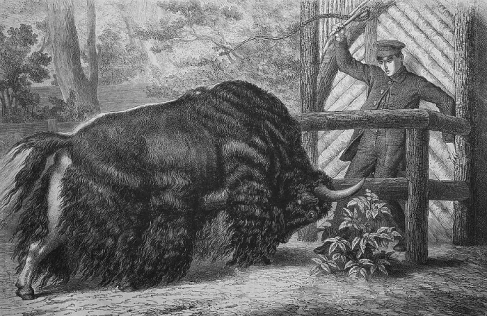 Framed Print : Black yak (Bos mutus), wood engraving, about 1880 Framed Print : Black yak (Bos mutus), wood engraving, about 1880