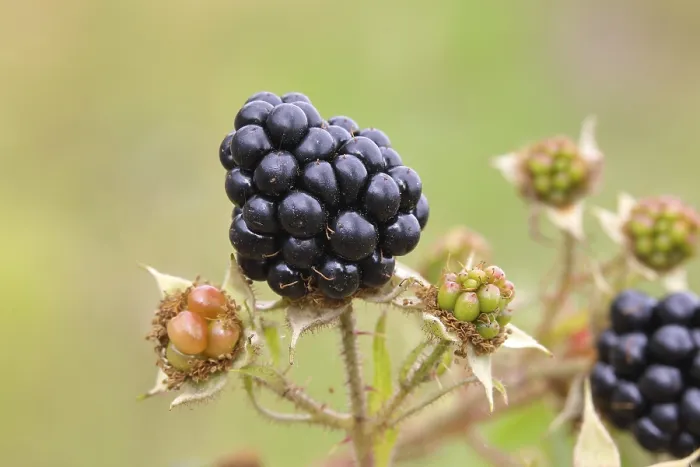 Framed Print : Blackberries (Rubus sectio Rubus) Framed Print : Blackberries (Rubus sectio Rubus)