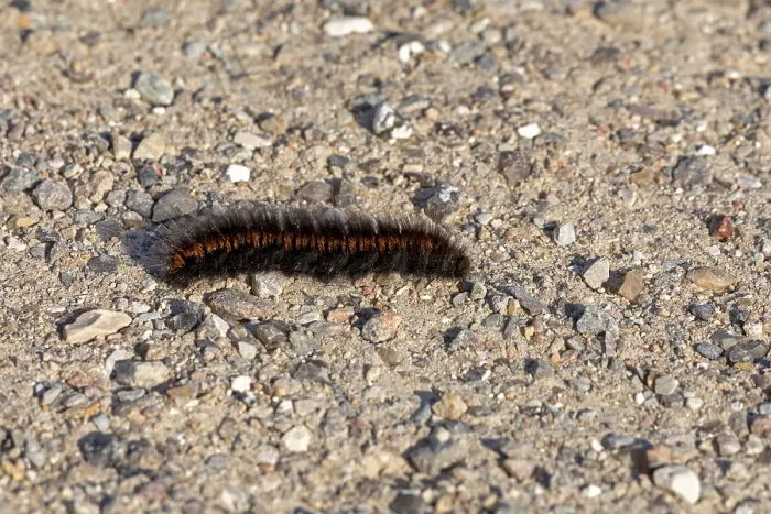 Framed Print : Blackberry moth caterpillar (Macrothylacia rubi) crawling over gravel path Framed Print : Blackberry moth caterpillar (Macrothylacia rubi) crawling over gravel path