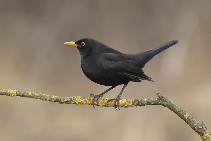 Framed Print : Blackbird, blackbird (Turdus merula), male sitting on tree branch, Siegerland, North Rhine-Westphalia, Germany, Europe