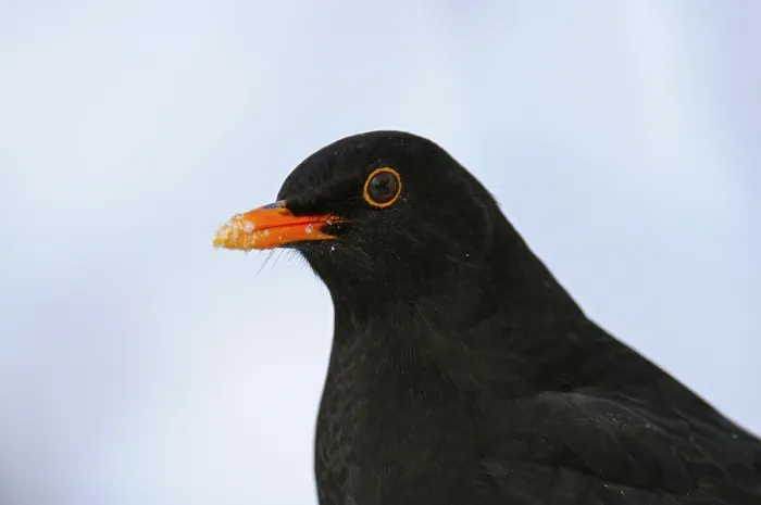 Framed Print : Blackbird, male, North Rhine-Westphalia