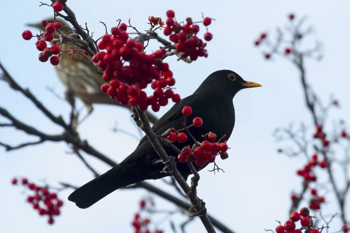 Framed Print : Blackbird perched on a branch with red berrys