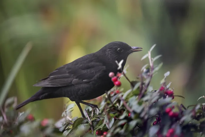 Framed Print : Blackbird (Turdidae) on the berries of a cotoneaster (Cotoneaster)