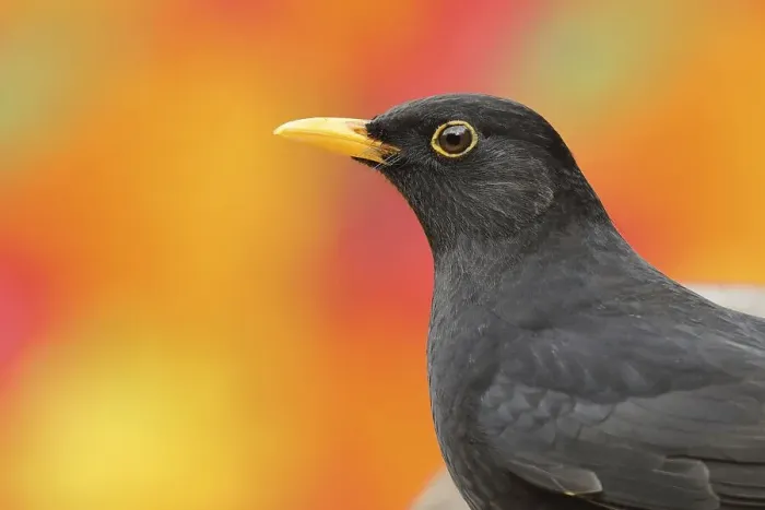 Framed Print : Blackbird (Turdus merula) animal portrait Framed Print : Blackbird (Turdus merula) animal portrait