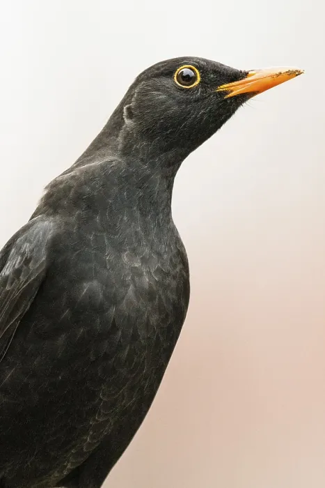 Framed Print : Blackbird (Turdus merula), animal portrait