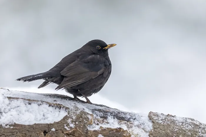 Framed Print : Blackbird (Turdus merula) Blackbird male