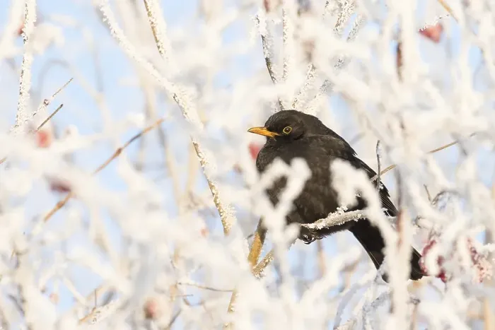 Framed Print : Blackbird (Turdus merula) female sitting on twig with with hoarfrost Framed Print : Blackbird (Turdus merula) female sitting on twig with with hoarfrost