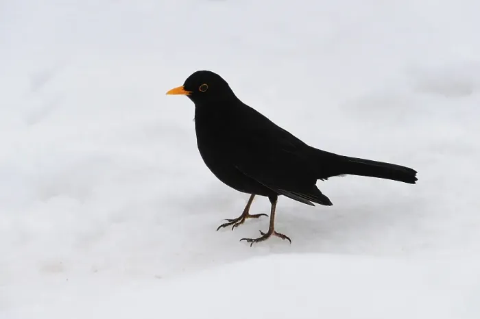 Framed Print : Blackbird (Turdus merula in) in the snow Framed Print : Blackbird (Turdus merula in) in the snow