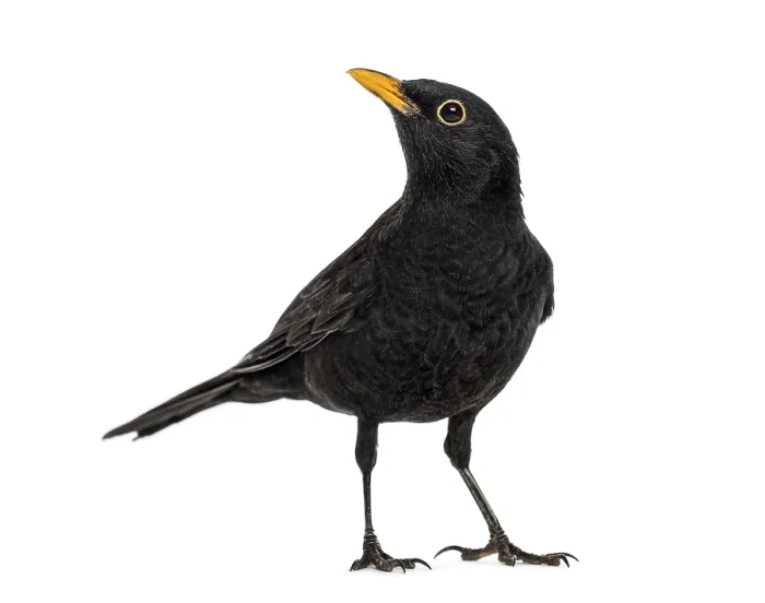 Framed Print : Blackbird Turdus merula, isolated on white Framed Print : Blackbird Turdus merula, isolated on white