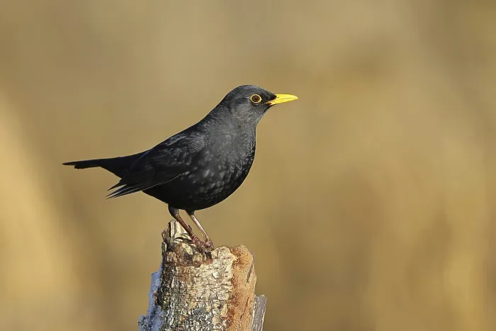 Framed Print : Blackbird (Turdus merula), male