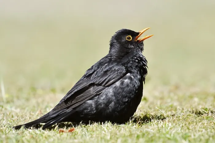 Framed Print : Blackbird (Turdus merula), male sunbathing