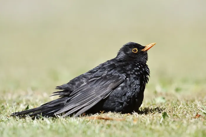 Framed Print : Blackbird (Turdus merula), male sunbathing