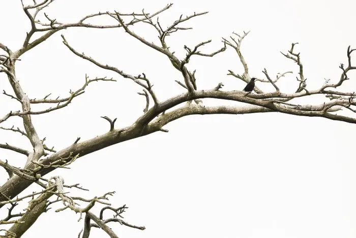 Framed Print : Blackbird (Turdus merula) sitting in a dead tree Framed Print : Blackbird (Turdus merula) sitting in a dead tree