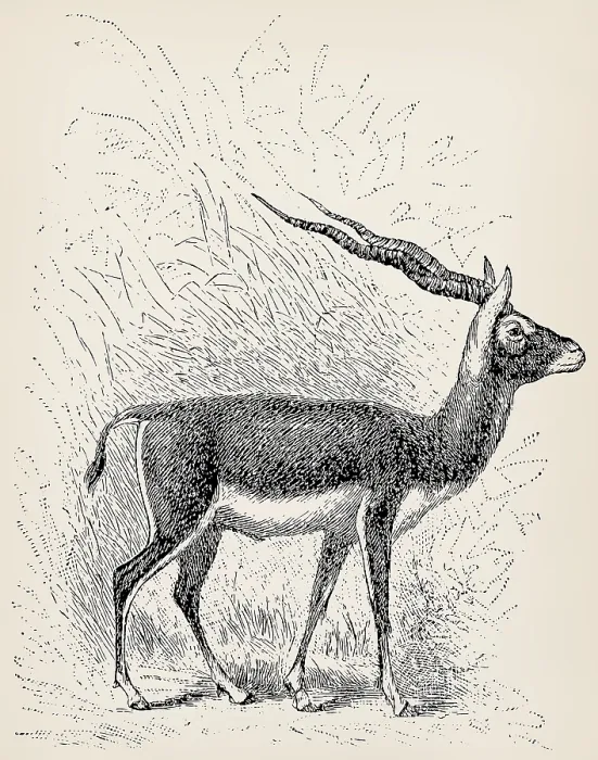Framed Print : The blackbuck (Antilope cervicapra) Framed Print : The blackbuck (Antilope cervicapra)