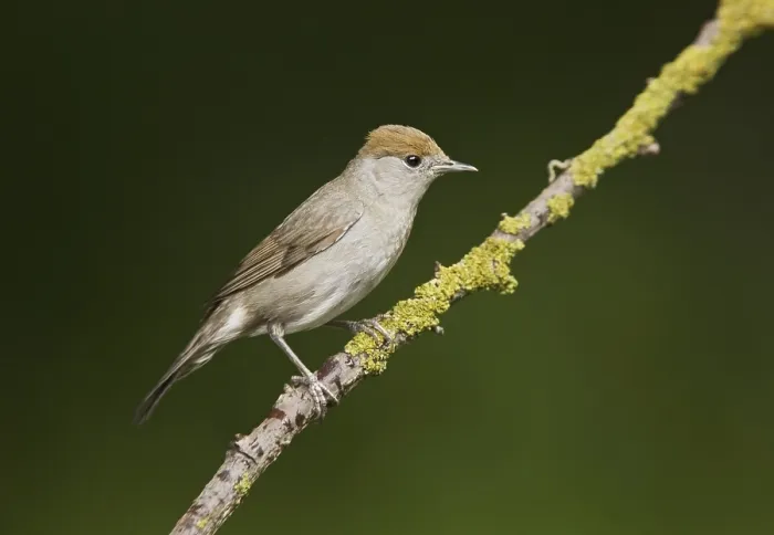 Framed Print : Blackcap, blackcaps (Sylvia atricapilla)