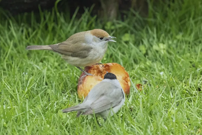 Framed Print : Blackcap male and female with open beak sitting on apple in green grass looking different