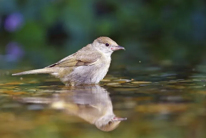 Framed Print : Blackcap (Sylvia atricapilla )