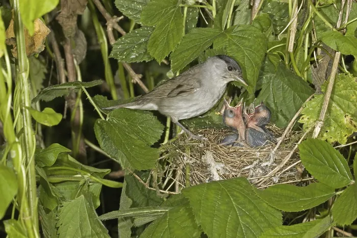 Framed Print : Blackcap (Sylvia atricapilla), adult male