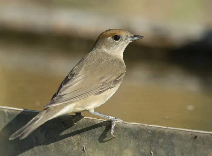 Framed Print : Blackcap (Sylvia atricapilla), Greece, Europe