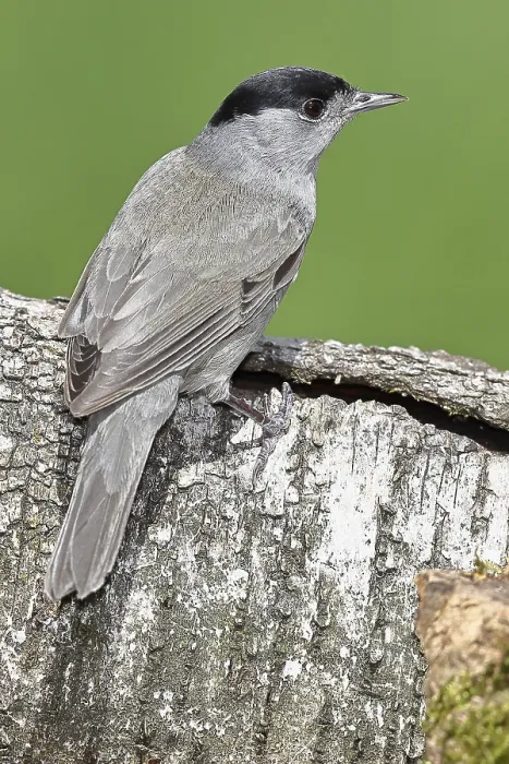 Framed Print : Blackcap (Sylvia atricapilla), male Framed Print : Blackcap (Sylvia atricapilla), male