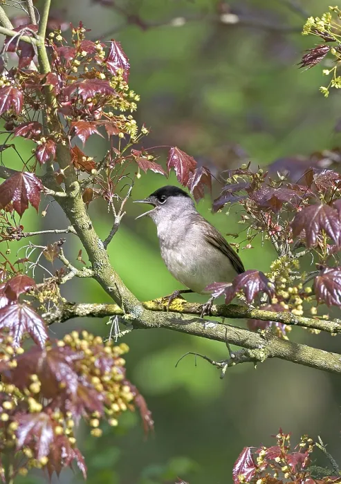 Framed Print : Blackcaps (Sylvia atricapilla)