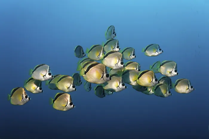 Framed Print : Blacknosed Butterflyfish or Barberfish (Johnrandallia nigrirostris)