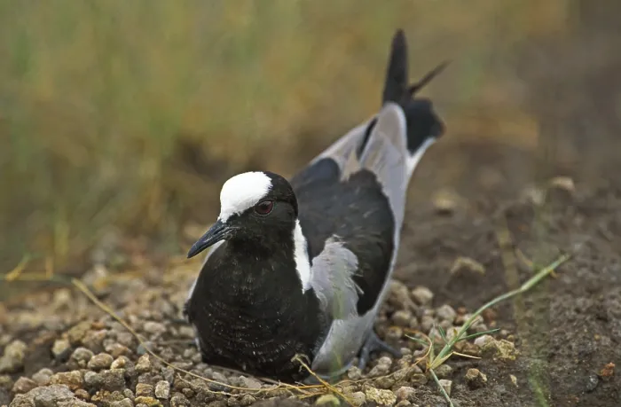 Framed Print : Blacksmith Plover or Blacksmith Lapwing (vanellus armatus) Framed Print : Blacksmith Plover or Blacksmith Lapwing (vanellus armatus)