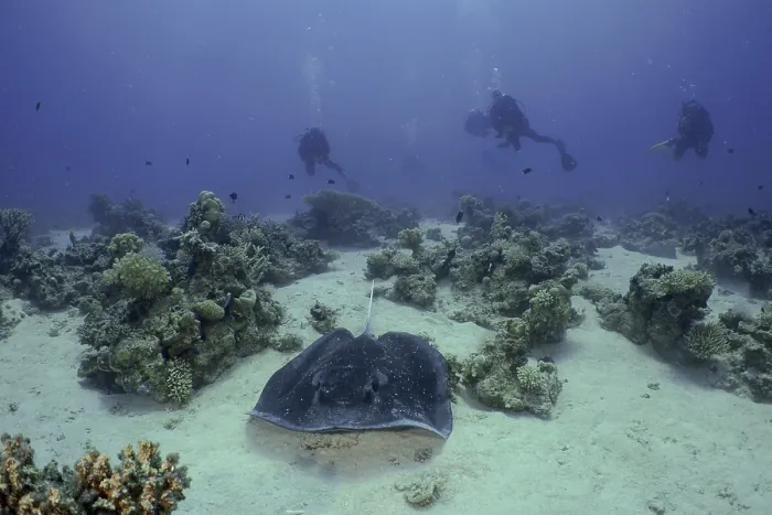 Framed Print : Blackspotted stingray (Taeniura meyeni) Framed Print : Blackspotted stingray (Taeniura meyeni)