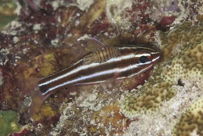 Framed Print : Blackstripe Cardinalfish (Apogon nigrofasciatus) Framed Print : Blackstripe Cardinalfish (Apogon nigrofasciatus)