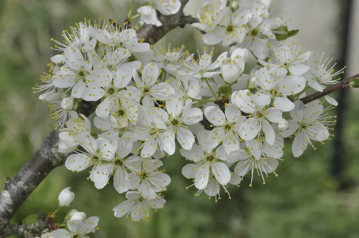 Framed Print : Blackthorn in bloom in Brittany