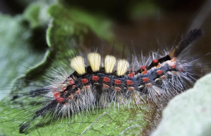 Framed Print : Blackthorn moth (caterpillar after the last moult) (Orgya recens)