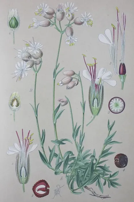Framed Print : Bladder campion (Silene vulgaris) Framed Print : Bladder campion (Silene vulgaris)