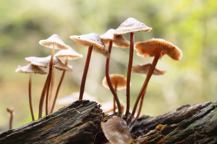 Framed Print : Bleeding fairy helmet mushrooms grow on dead wood Framed Print : Bleeding fairy helmet mushrooms grow on dead wood