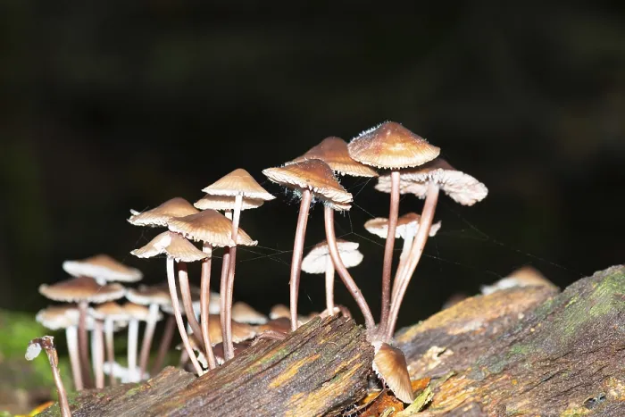 Framed Print : Bleeding fairy helmet mushrooms grow on dead wood