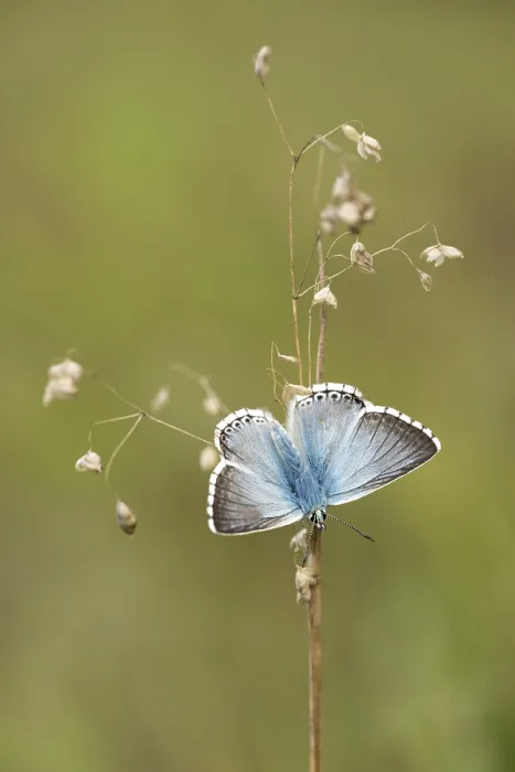 Framed Print : Bleek blauwtje, Chalk-hill Blue