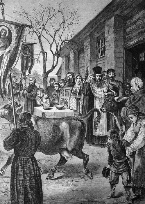 Framed Print : Blessing of cows on St. George's Day in Russia