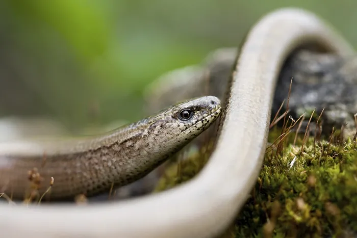 Framed Print : blindworm - (Anguis fragilis)
