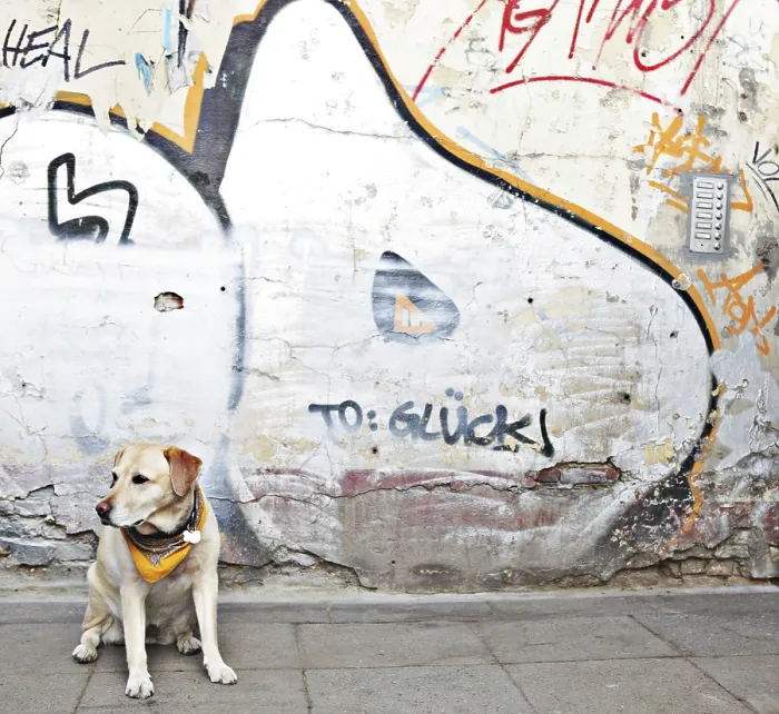 Framed Print : Blonde Labrador in front of a wall