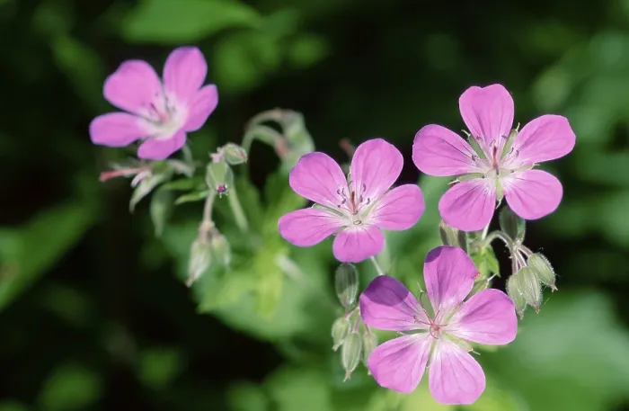 Framed Print : Blood red cranesbill, Norway, Europe