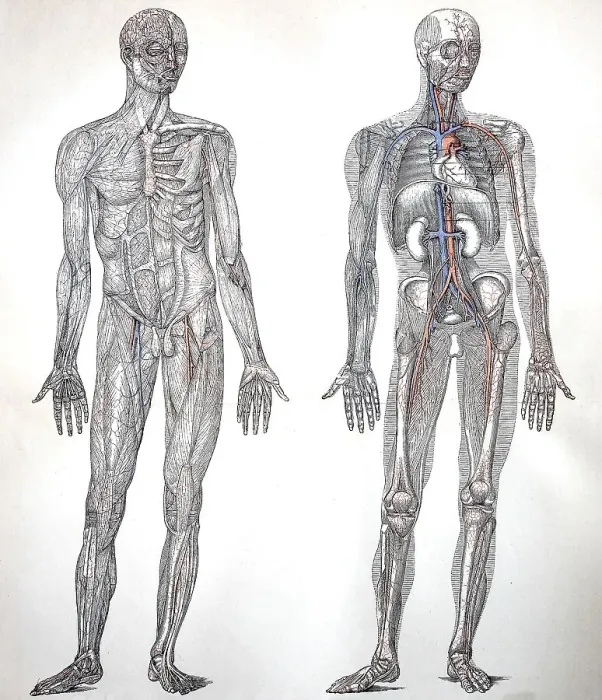 Framed Print : The Blood Vessels of Man as Known in 1895