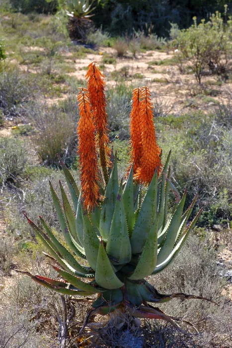 Framed Print : Blooming Aloe Ferox, landscape at the Huisrivier Pass