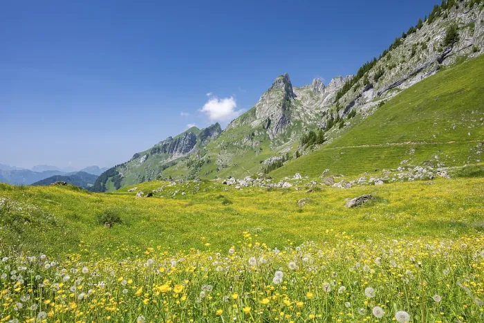 Framed Print : Blooming alpine meadow with mountain panorama