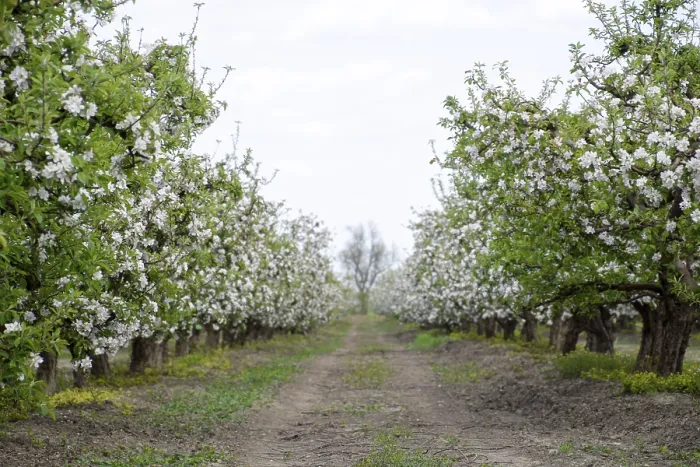 Framed Print : Blooming apple orchard. Adult trees bloom in the apple orchard