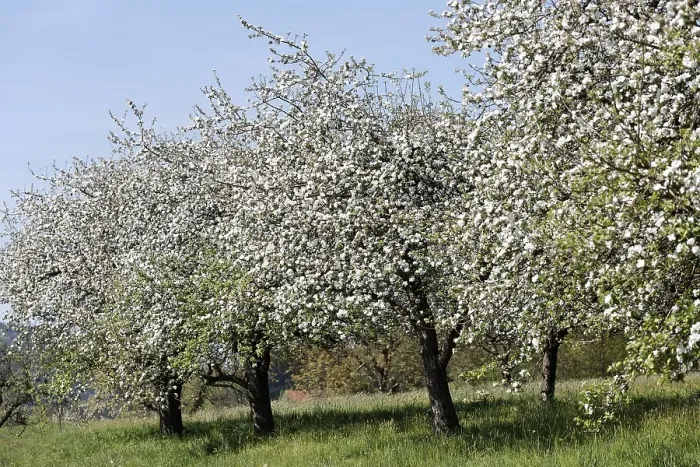 Framed Print : Blooming apple trees, Lalling, Lower Bavaria