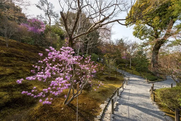 Framed Print : Blooming bushes in Sogenchi Teien Japanese Garden