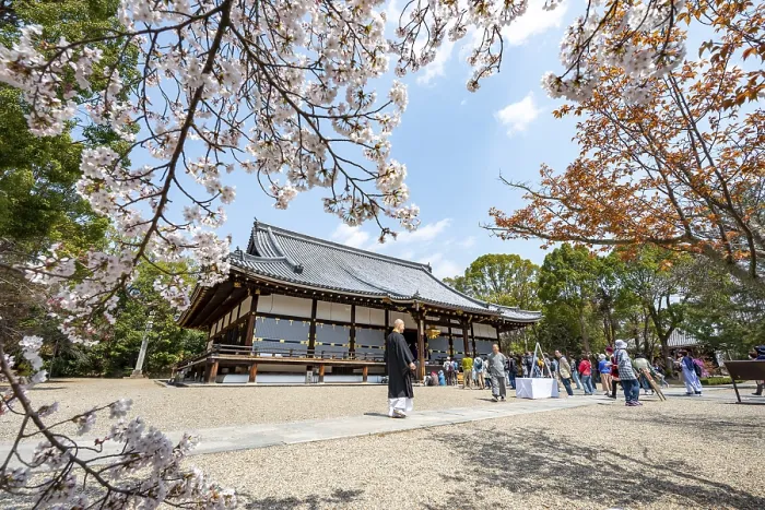 Framed Print : Blooming cherry trees, Kondo main hall of Ninna-ji Temple