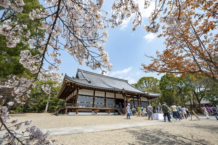 Framed Print : Blooming cherry trees, Kondo main hall of Ninna-ji Temple